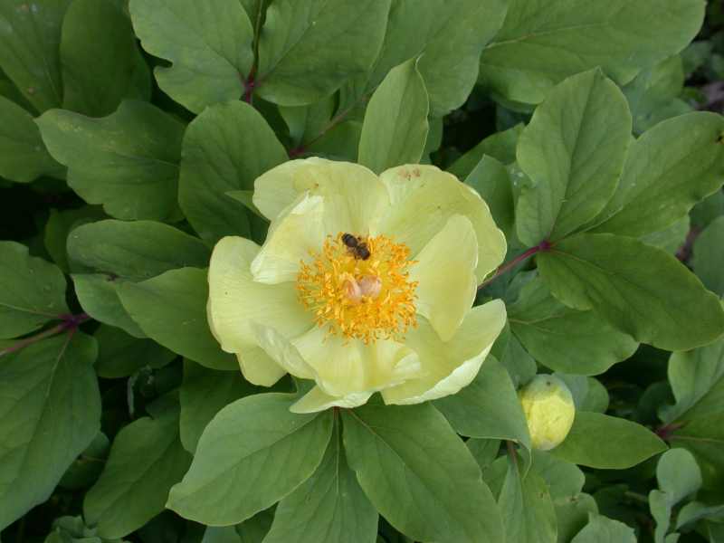 Golden Peony